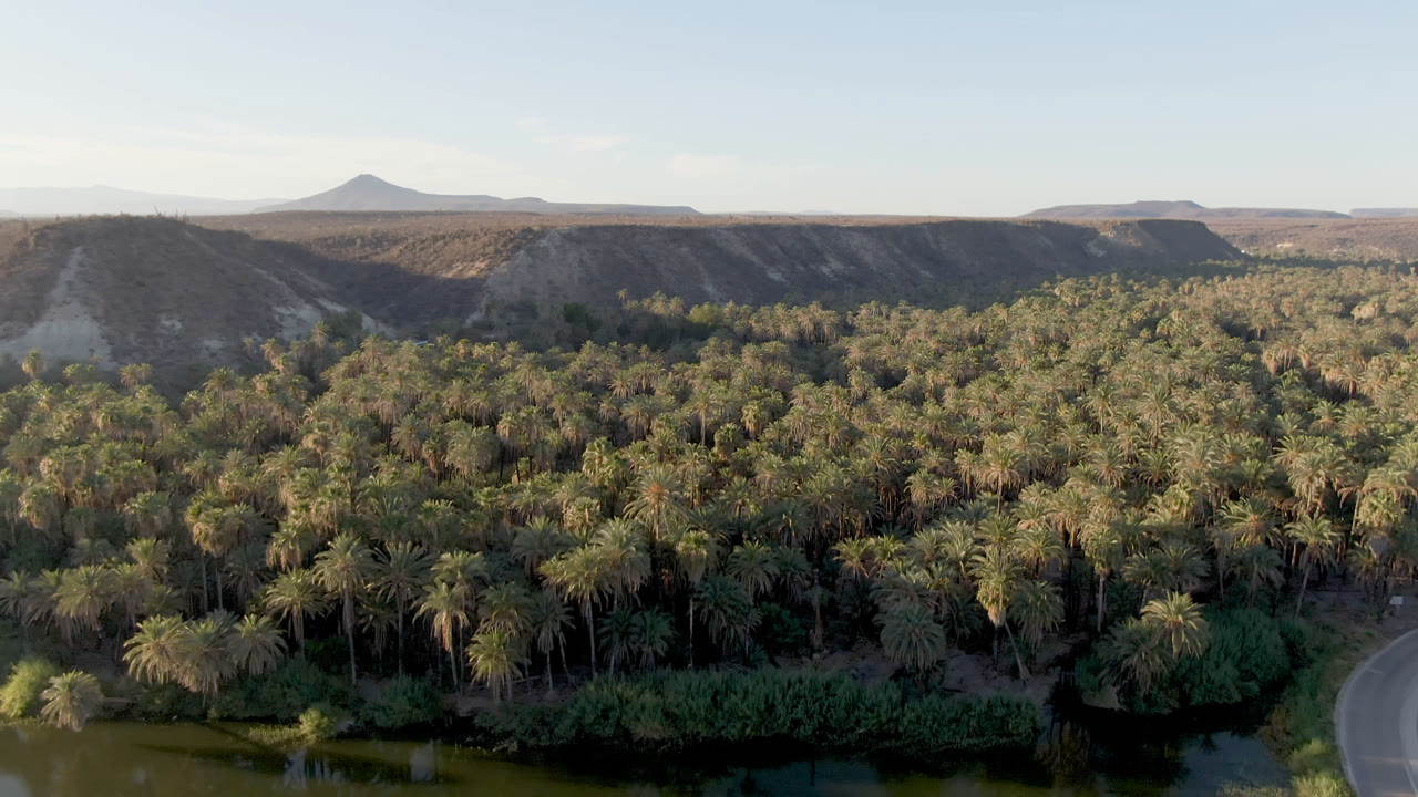 Wide aerial view across palms toward dry mesas and a distant peak.