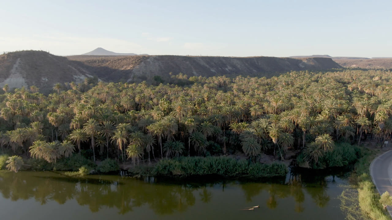 Wide aerial frame from San Ignacio, Baja California Sur showing green water in front, a dense palm forest across the center, a curved road at right, dry hills behind, and no visible people.