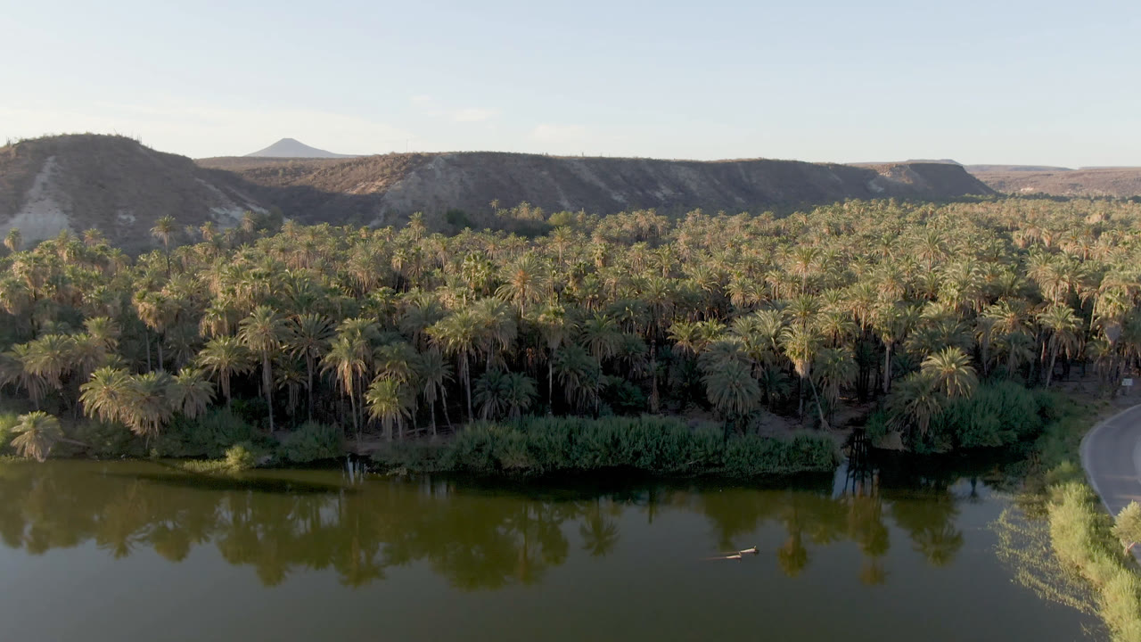 Palm-lined oasis water with a small object or ripple on the surface.
