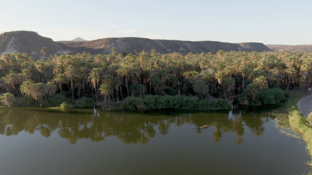 Wide elevated view of palm trees reflected in green water near San Ignacio, Baja California Sur, with dry hills beyond and no visible people.