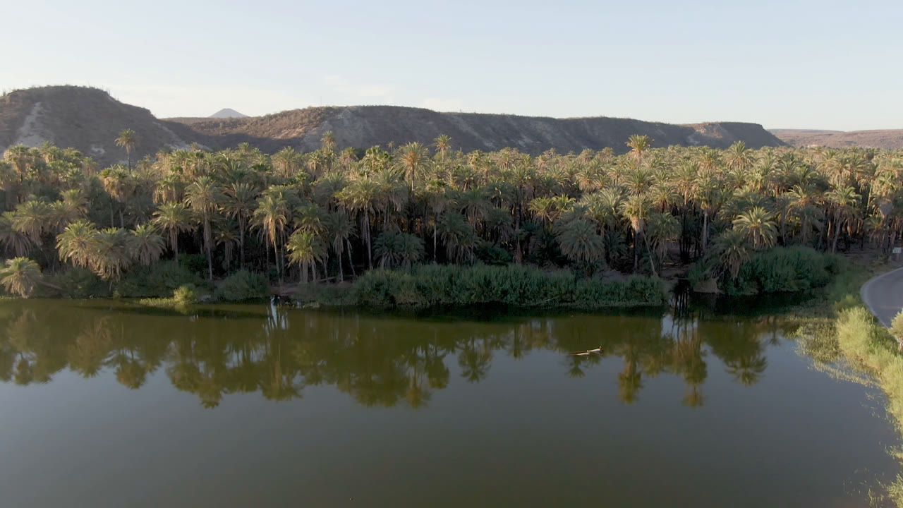 Elevated frame over calm water and a curved shoreline beside dense palms in San Ignacio, Baja California Sur, with no visible people.