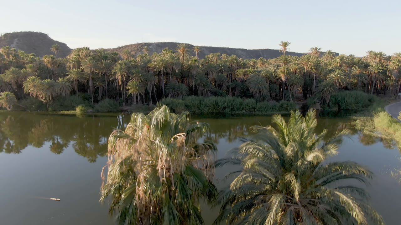 Two palm trees beside calm water with a palm grove and hills beyond.