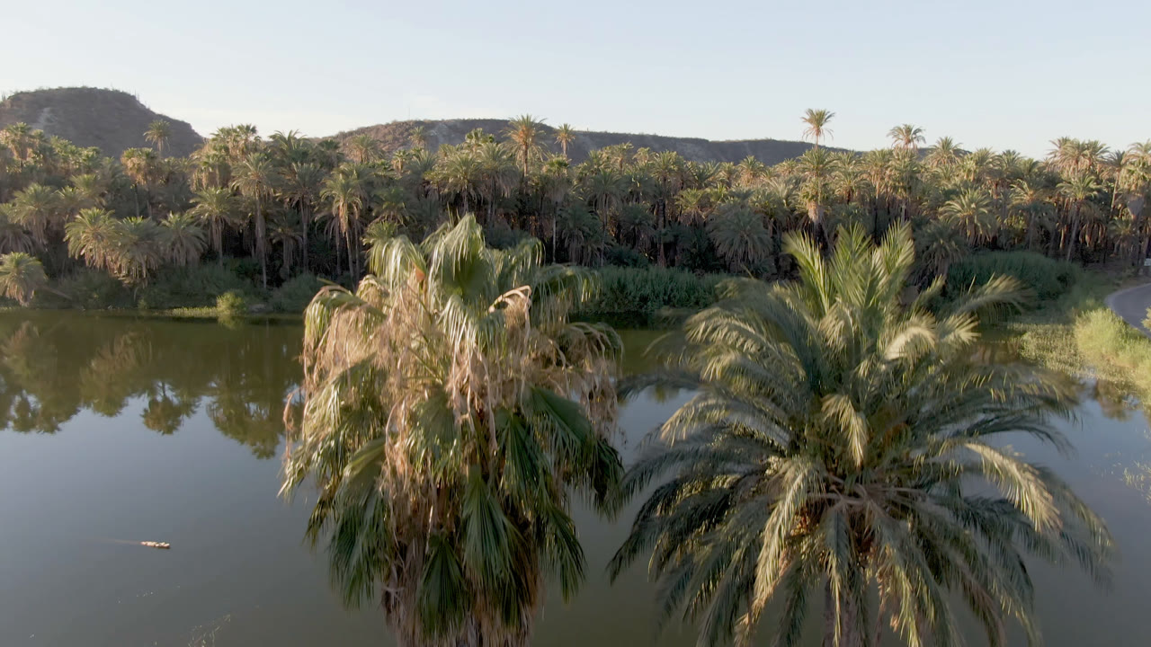 At 0:01, the palms sit slightly more centered over greenish water in San Ignacio, with the far bank of dense palms, grasses, low hills, and no visible people.