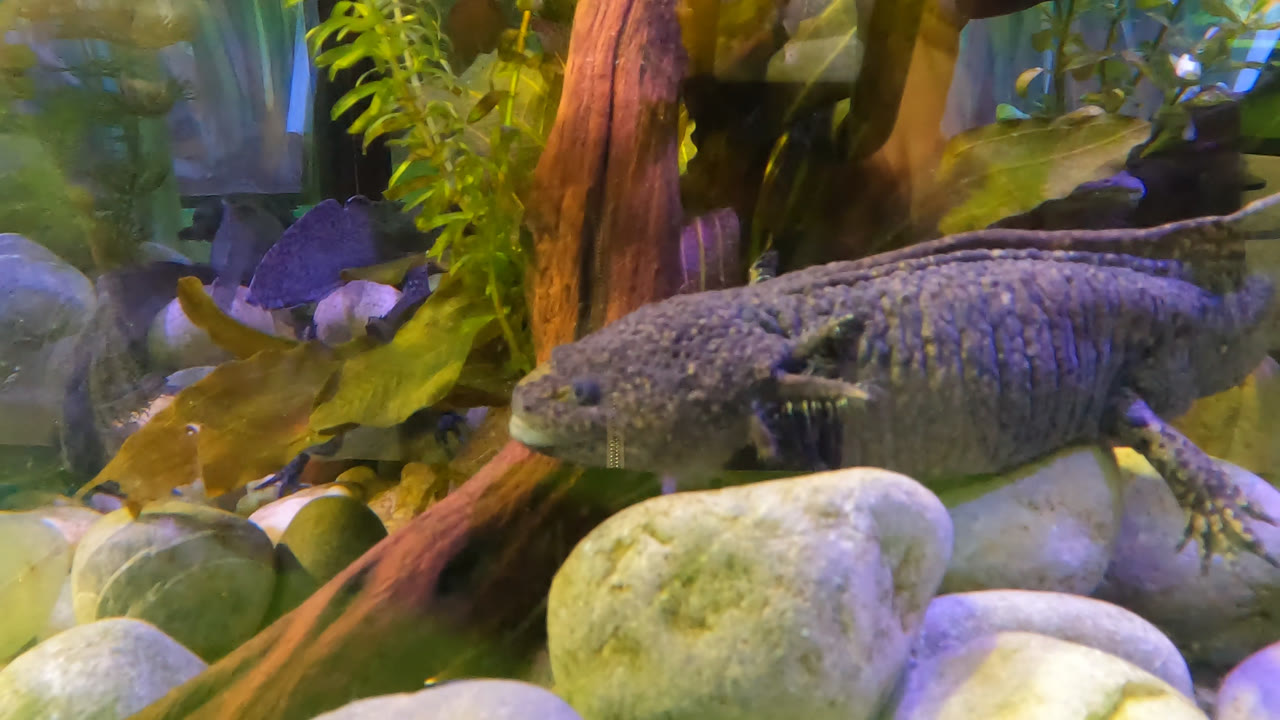 Gray axolotl rests on rounded rocks in a Mexico City aquarium scene, with green plants, driftwood, pebbles, and no visible people.