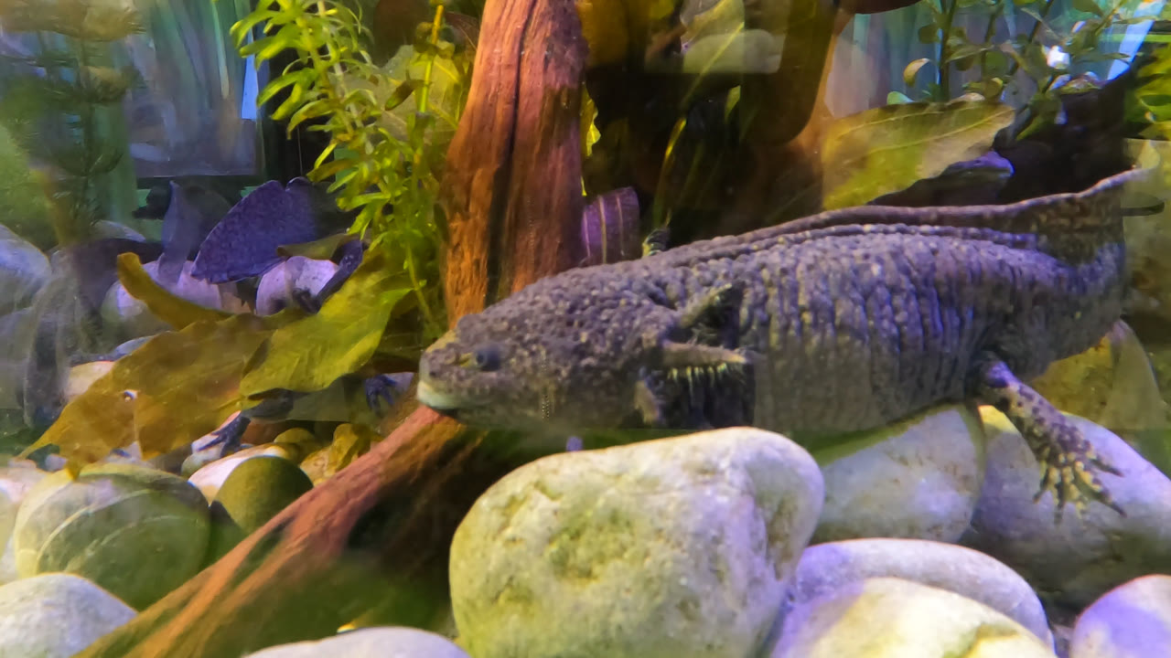 Axolotl remains stretched across pale rocks in Mexico City, framed by driftwood, leafy aquarium plants, pebbles, and no visible people.