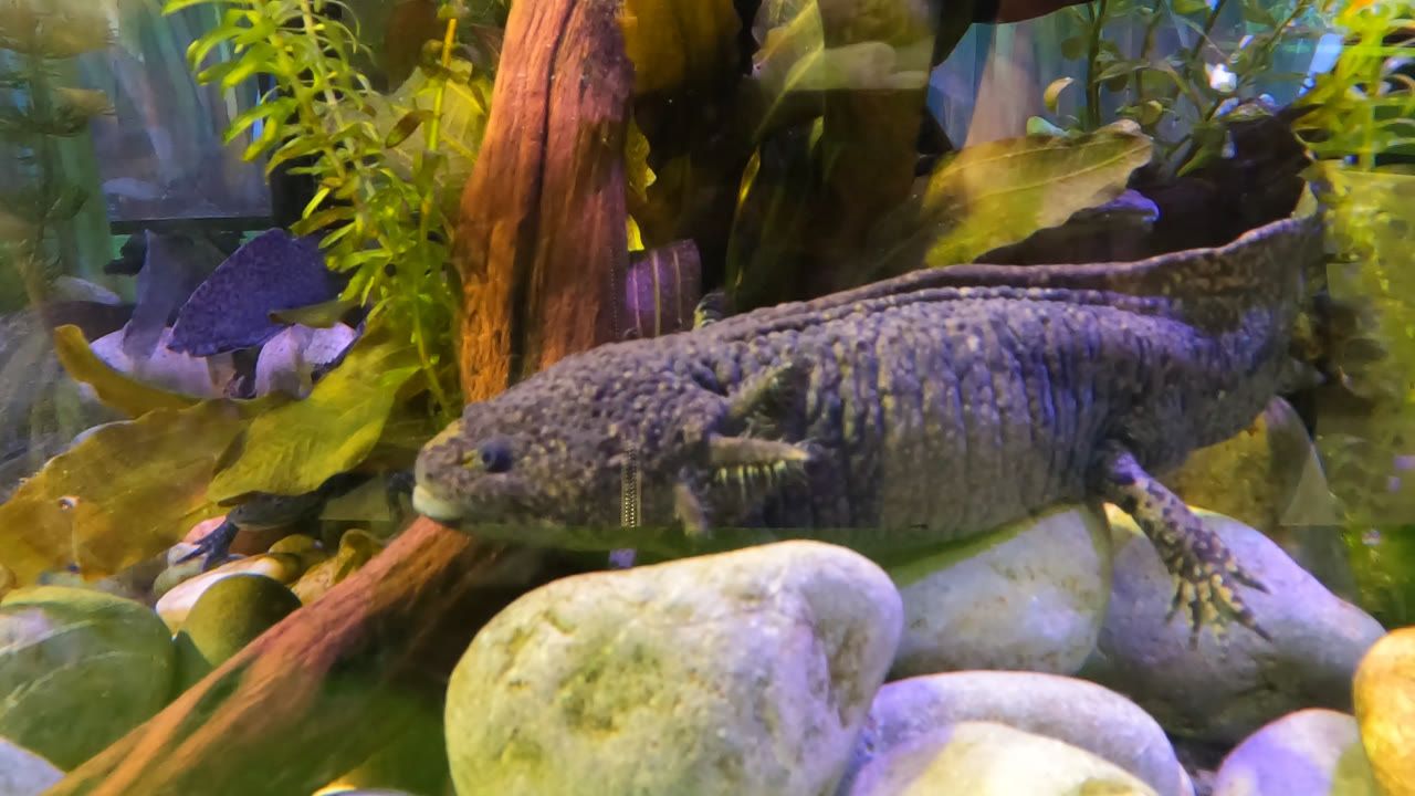 Close view of the axolotl in a Mexico City aquarium, with its head near the rocks, green plants behind, and no visible people.