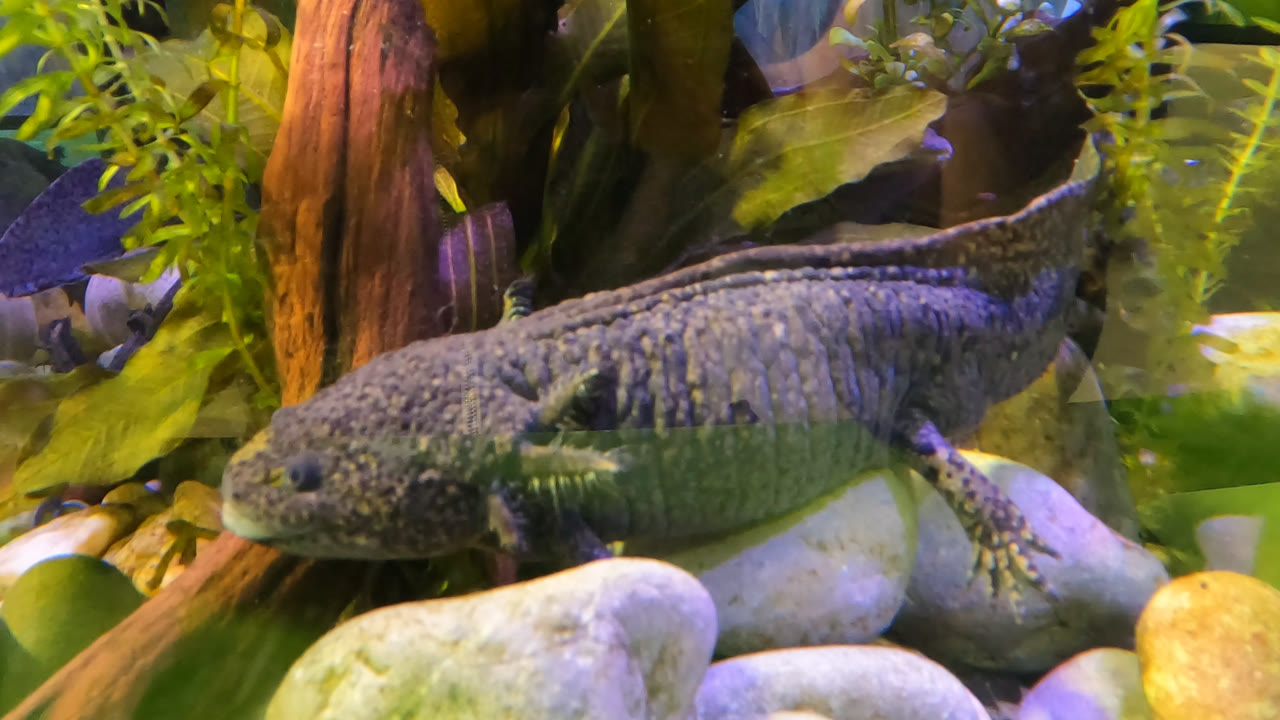 Gray axolotl resting on pale rocks among green aquatic plants.
