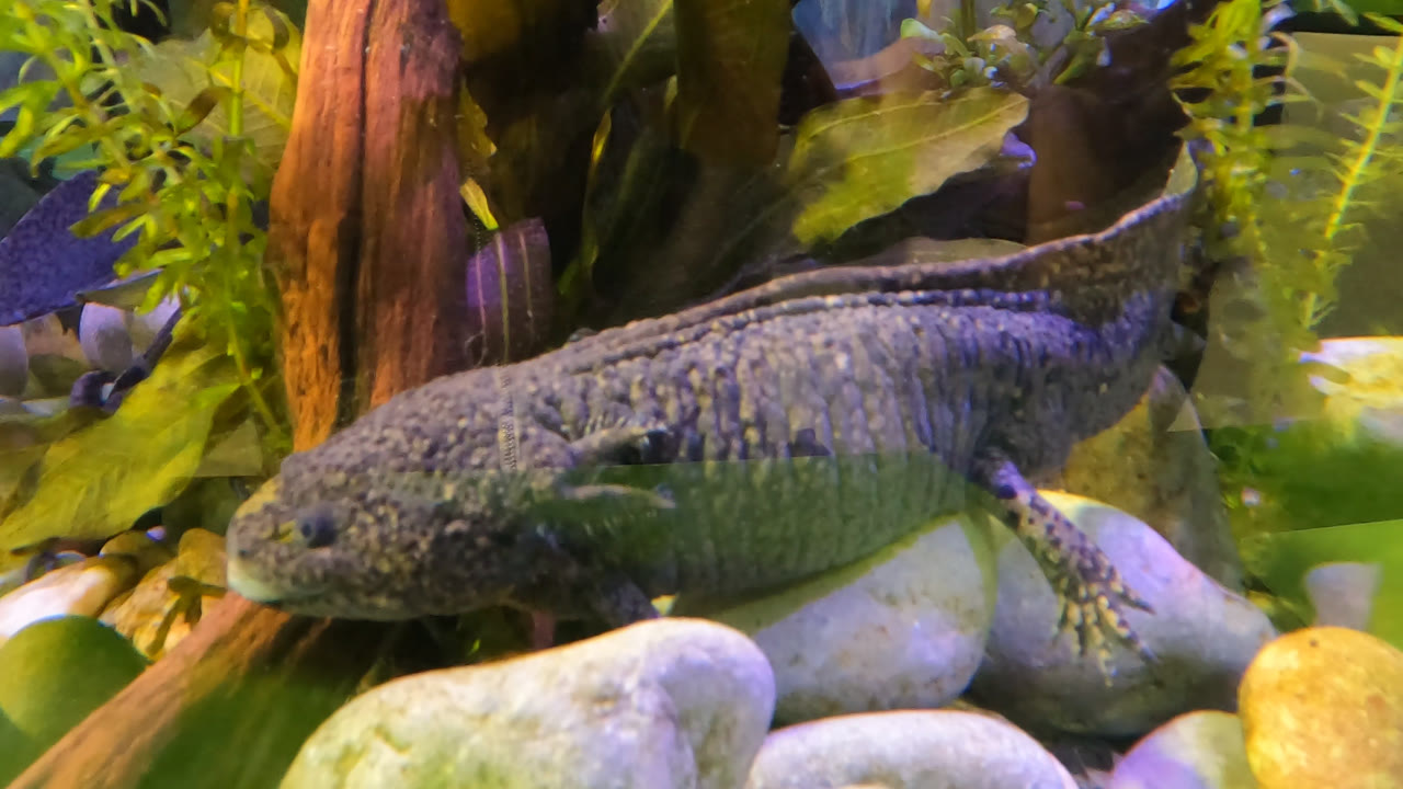 Axolotl lying low across rounded rocks in Mexico City water, framed by green plants, brown wood, and no visible people.