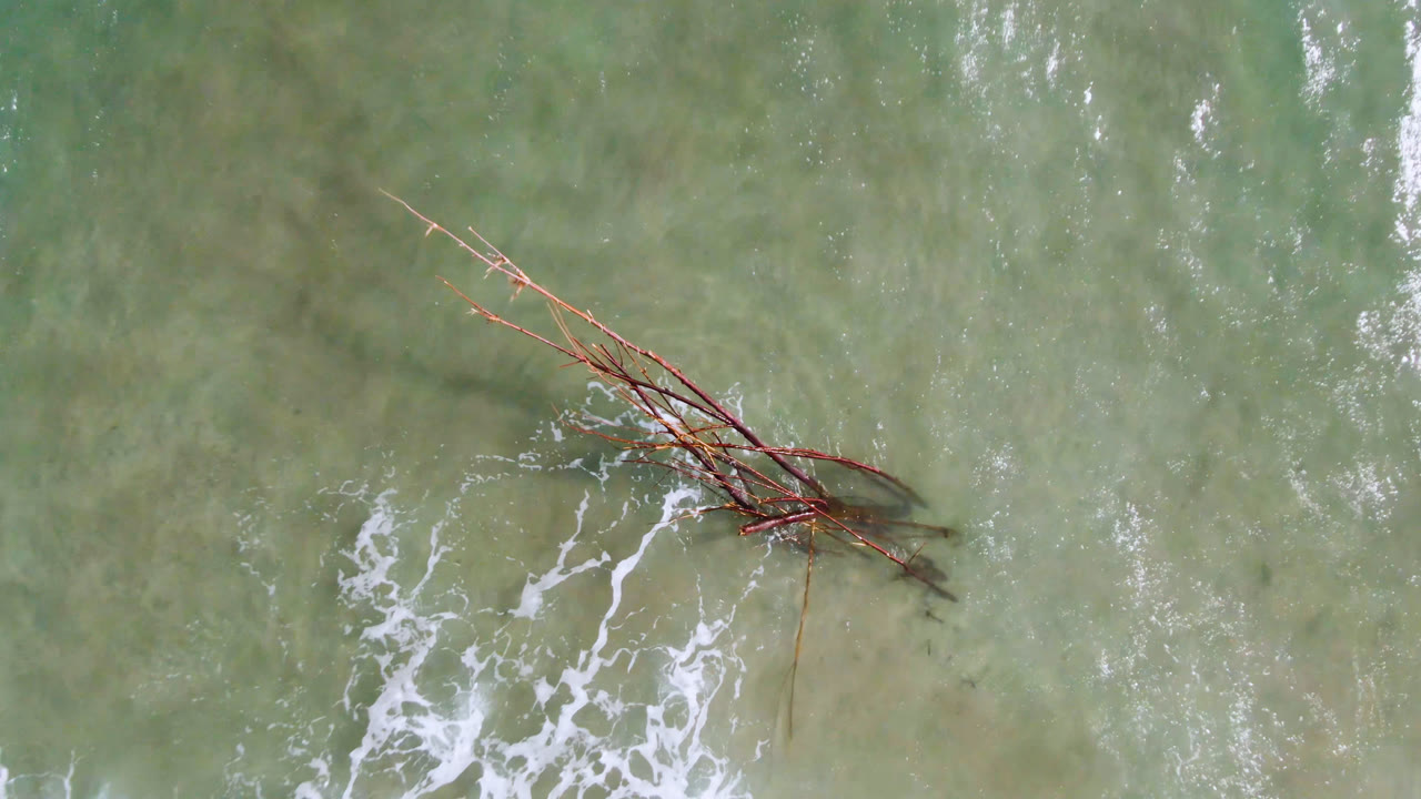 Overhead view of branches in shallow green water with white foam nearby.