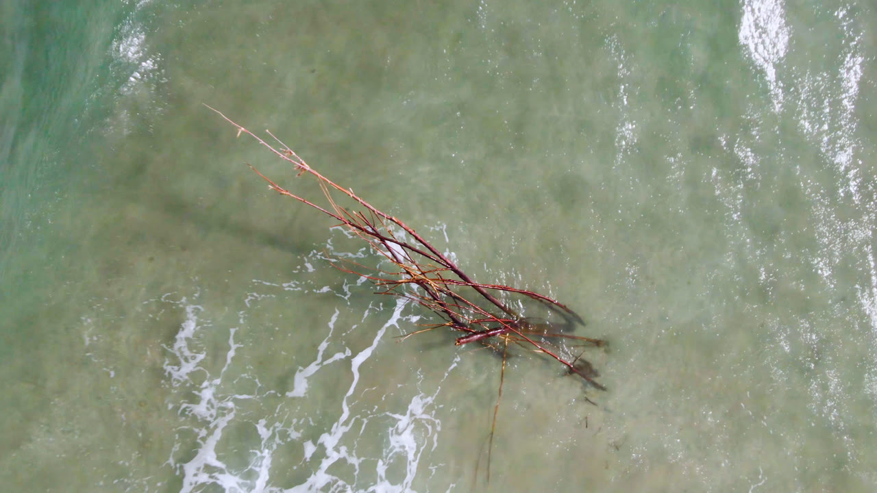 San Jose del Cabo aerial frame with the branch cluster centered more tightly, pale water below it, vertical surface reflections, and no visible people.