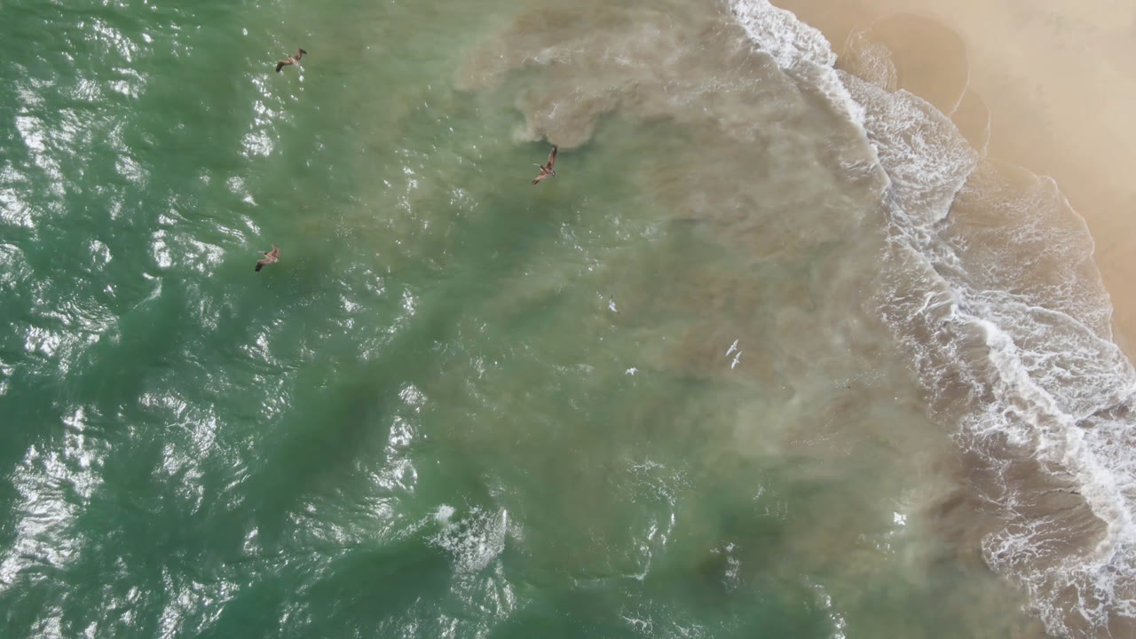 Top-down shoreline with swimmers and foam washing over sand.