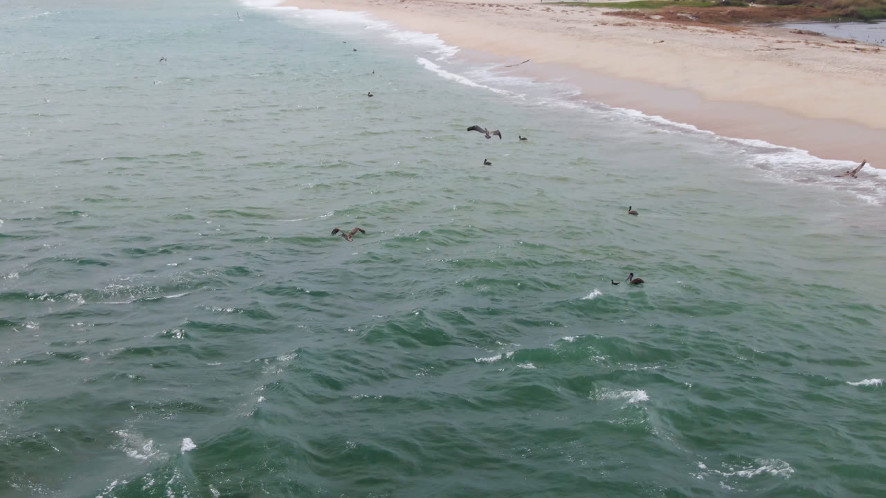 Birds flying over green ocean beside a sandy beach.