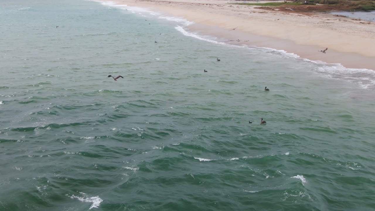 At 0:01 in San Jose del Cabo, several birds cross over choppy ocean water while a white surf line traces the sandy shoreline, with no visible people.