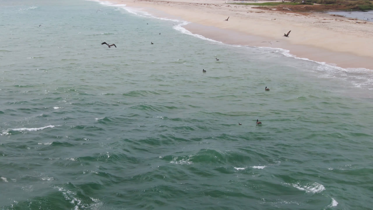 At 0:02 in San Jose del Cabo, birds appear scattered across the ocean surface and air, with small whitecaps in the foreground and beach at the top of frame, with no visible people.