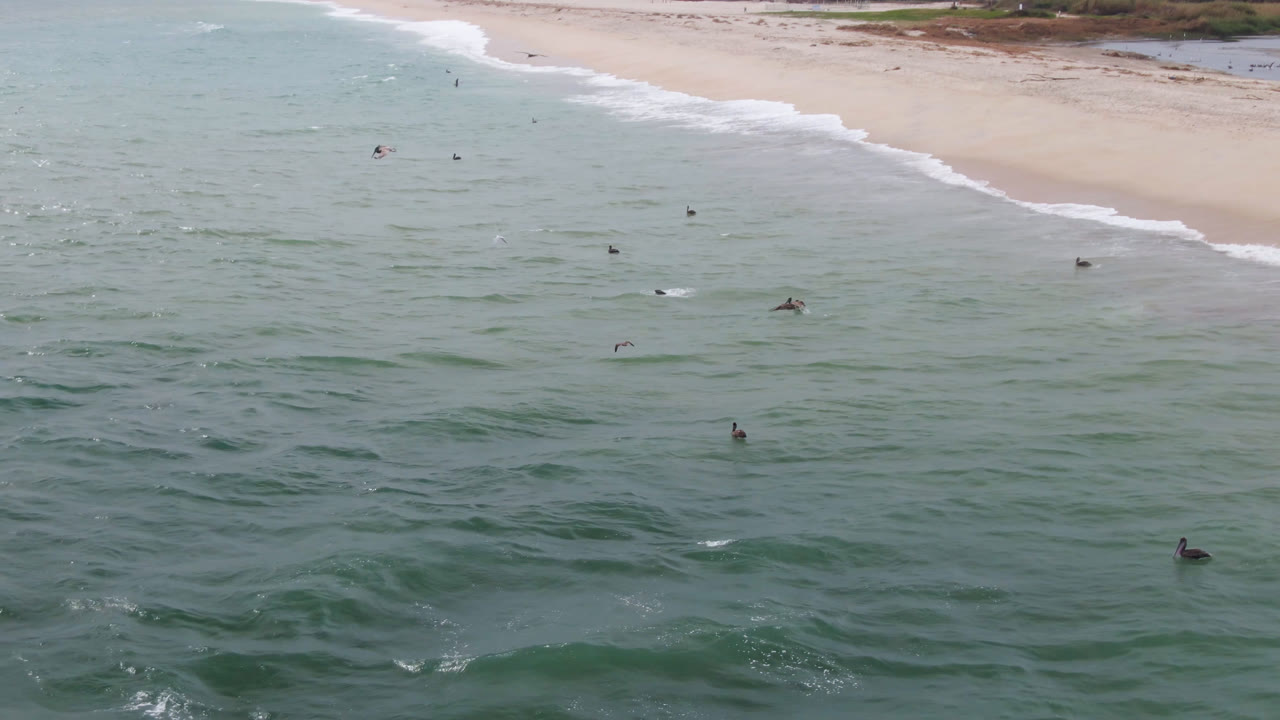 Aerial view of surfers scattered in green ocean near a sandy beach.