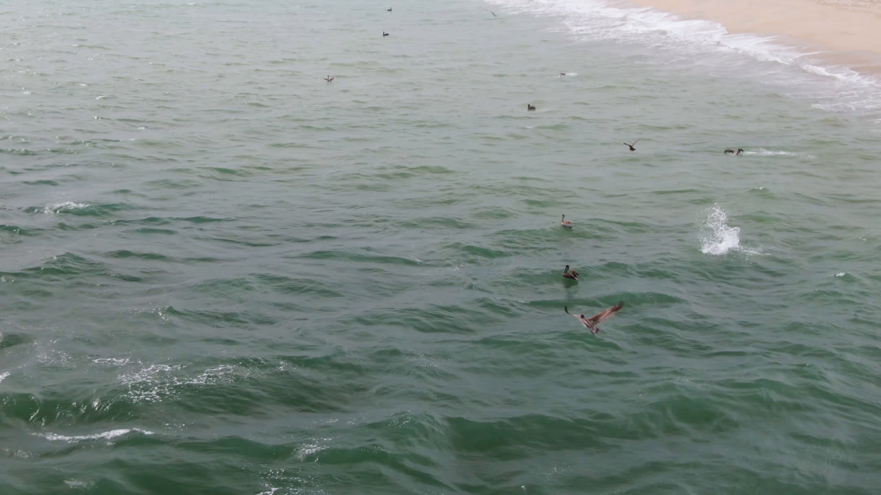 Aerial view of surfers scattered in green ocean water near a sandy beach.