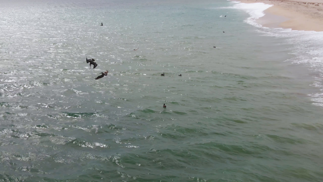 Aerial coastal frame in San Jose del Cabo showing several distant surfers in choppy green water, birds crossing the view, and a pale sand shoreline beyond the whitewater.