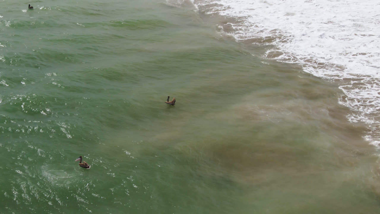 Two birds fly over green shoreline water near white surf in San Jose del Cabo, Mexico, with no visible people.
