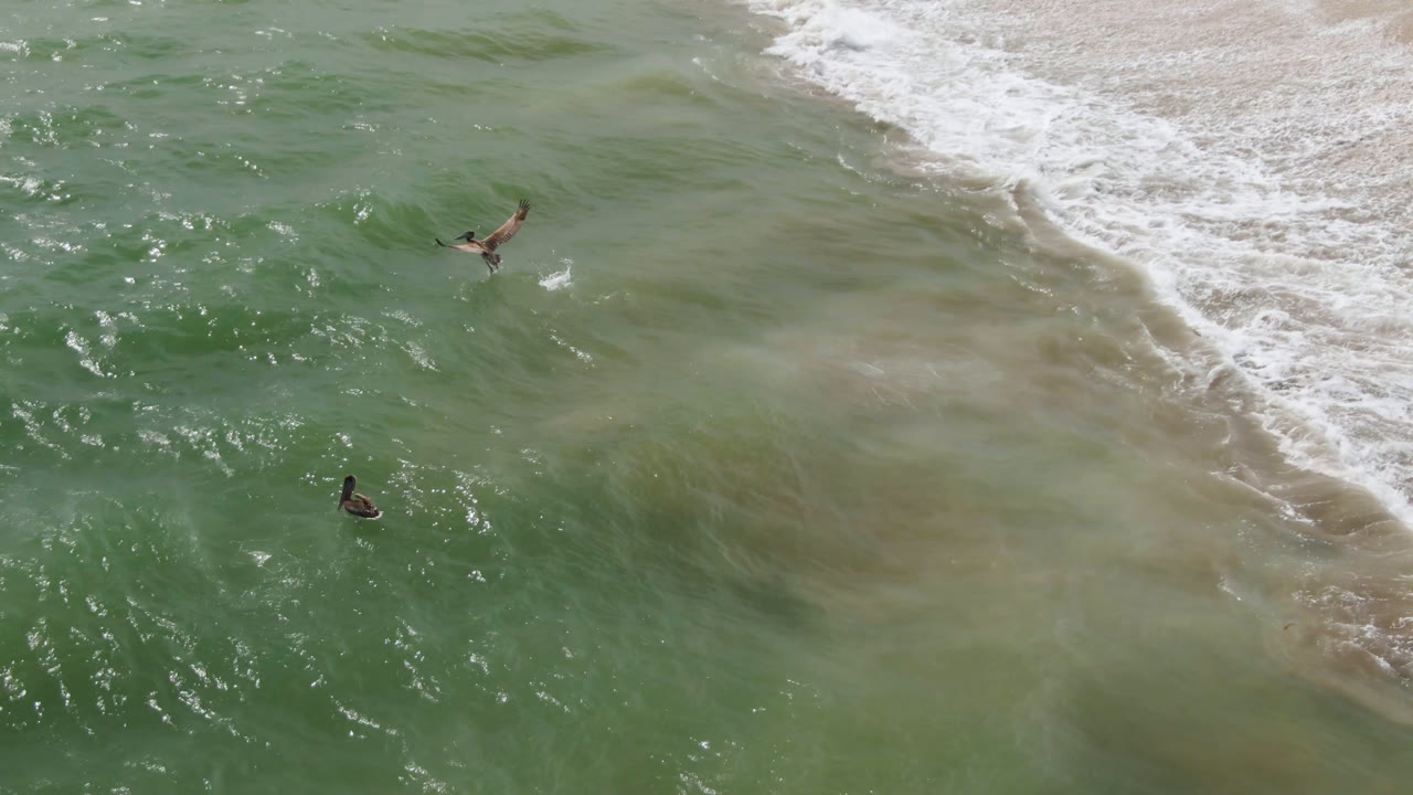Two birds over mixed green water and pale sandy shallows.