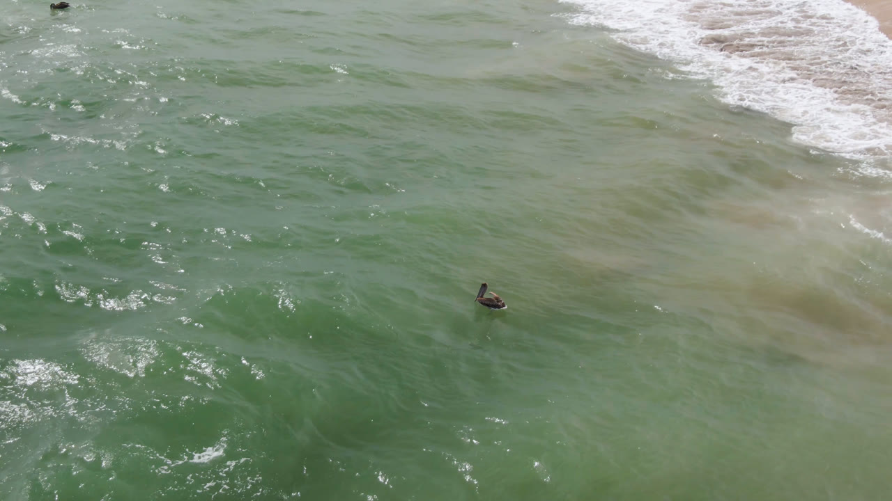 A small bird floats in green water below an aerial view near San Jose Del Cabo, Mexico, with white surf at the top edge and no visible people.