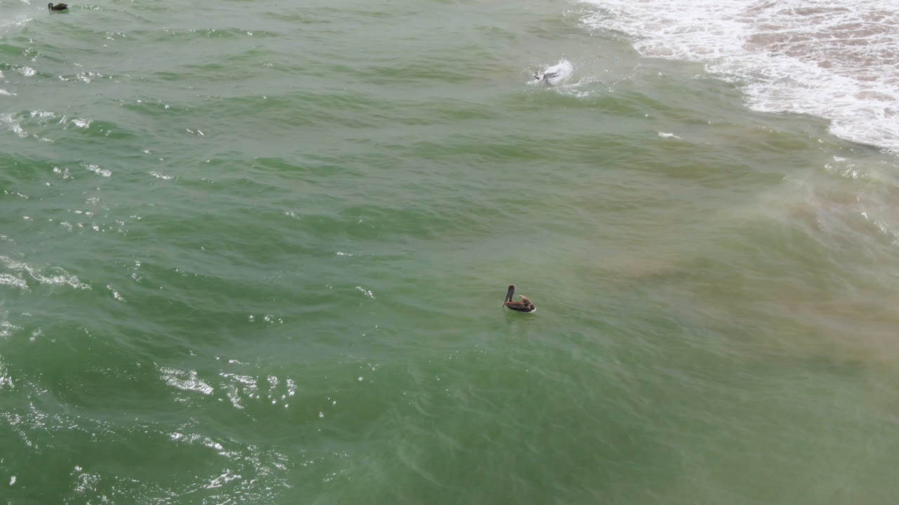 The bird remains centered low in the aerial frame over green water near San Jose Del Cabo, Mexico, while surf foam gathers along the upper shoreline area and no people are visible.