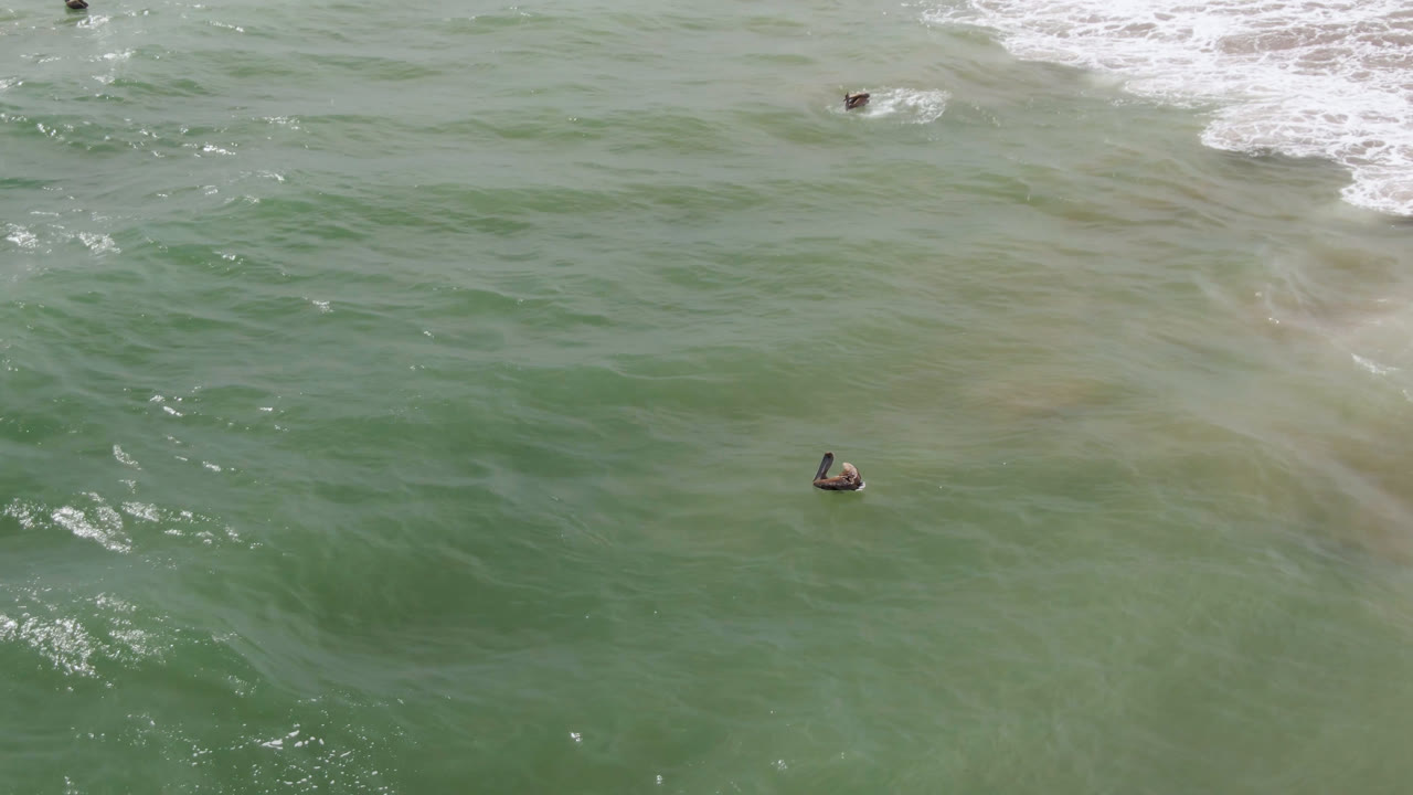 Bird floating below white surf in shallow green sea.