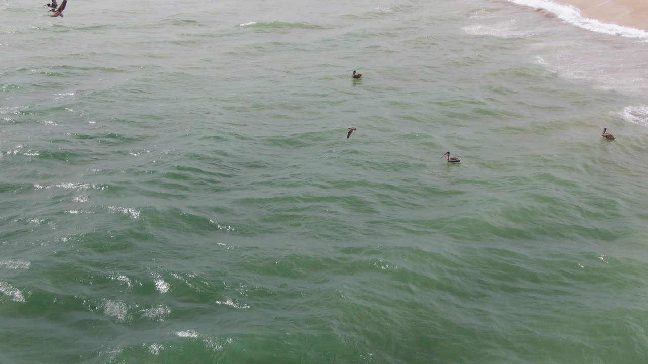 Aerial view over San Jose del Cabo ocean water with scattered seabirds above green surf and a sandy beach at the top edge, no visible people.