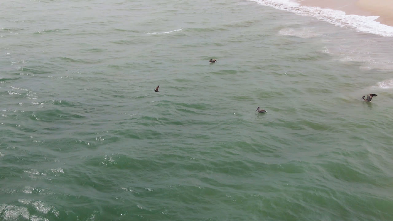 Aerial shoreline view in San Jose del Cabo with multiple seabirds crossing textured green water and white waves breaking onto sand, no visible people.