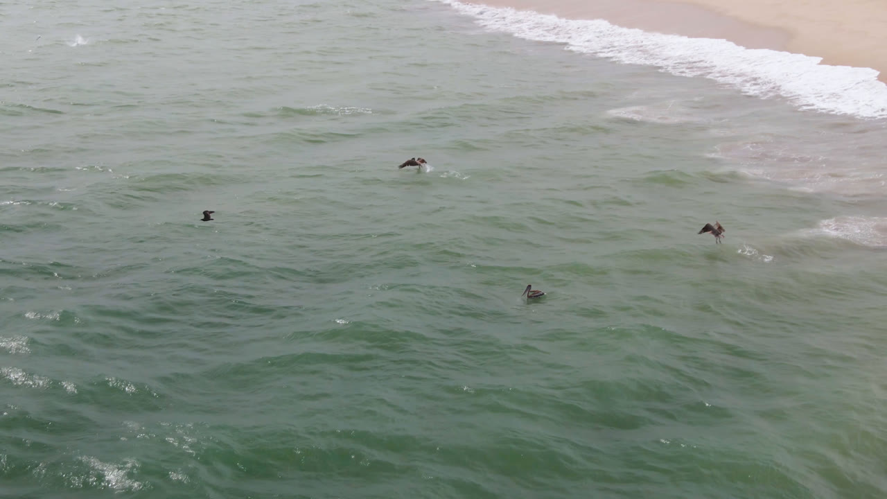 Seabirds fly low over green ocean beside a pale sandy beach.