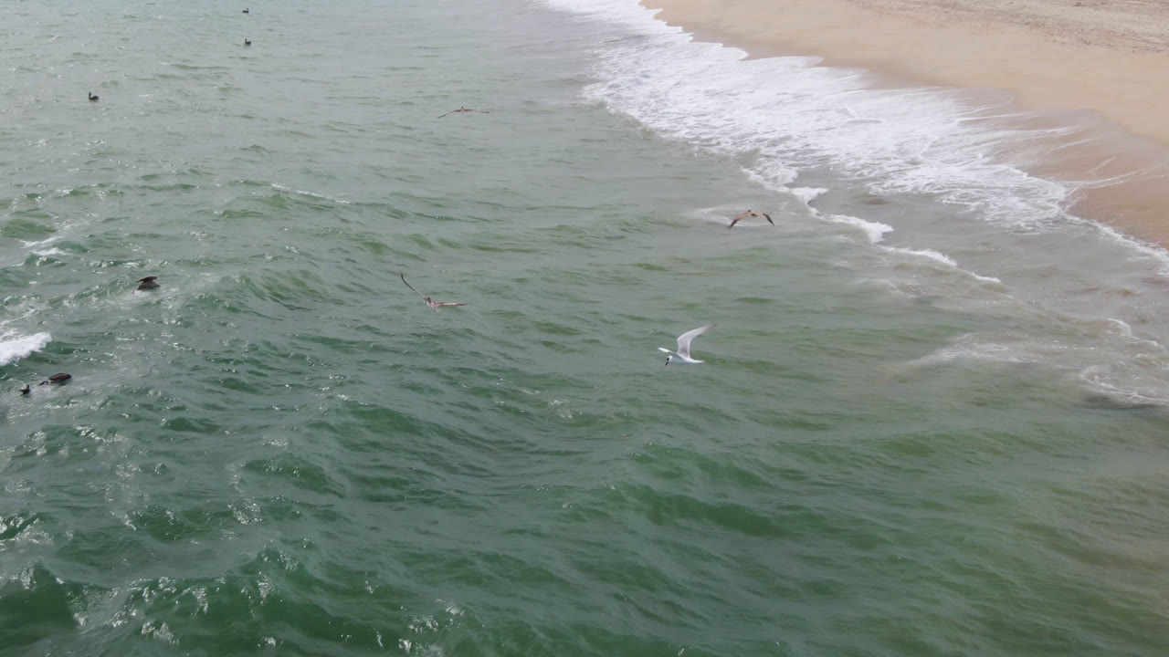 Aerial frame from San Jose del Cabo showing green ocean water, a diagonal sandy shoreline, breaking surf, several birds over the water, and no visible people.