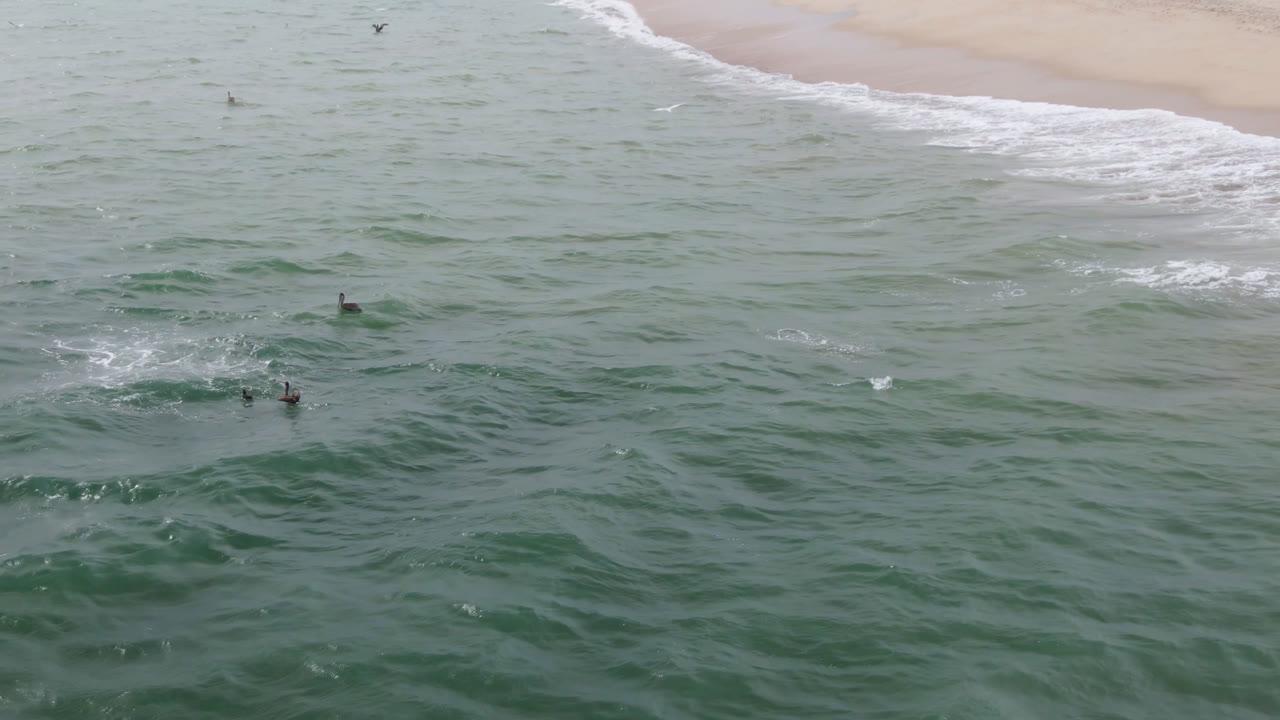 Several small birds fly above green ocean water near the sandy shore in San Jose del Cabo, with white surf along the top edge and no visible people.