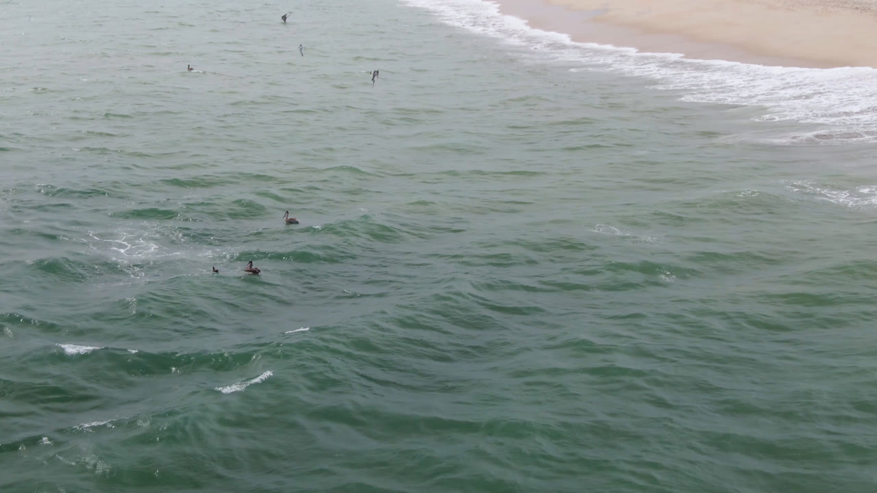 Small birds appear at different distances over rippled green water in San Jose del Cabo, with a pale beach and breaking surf visible across the top and no visible people.