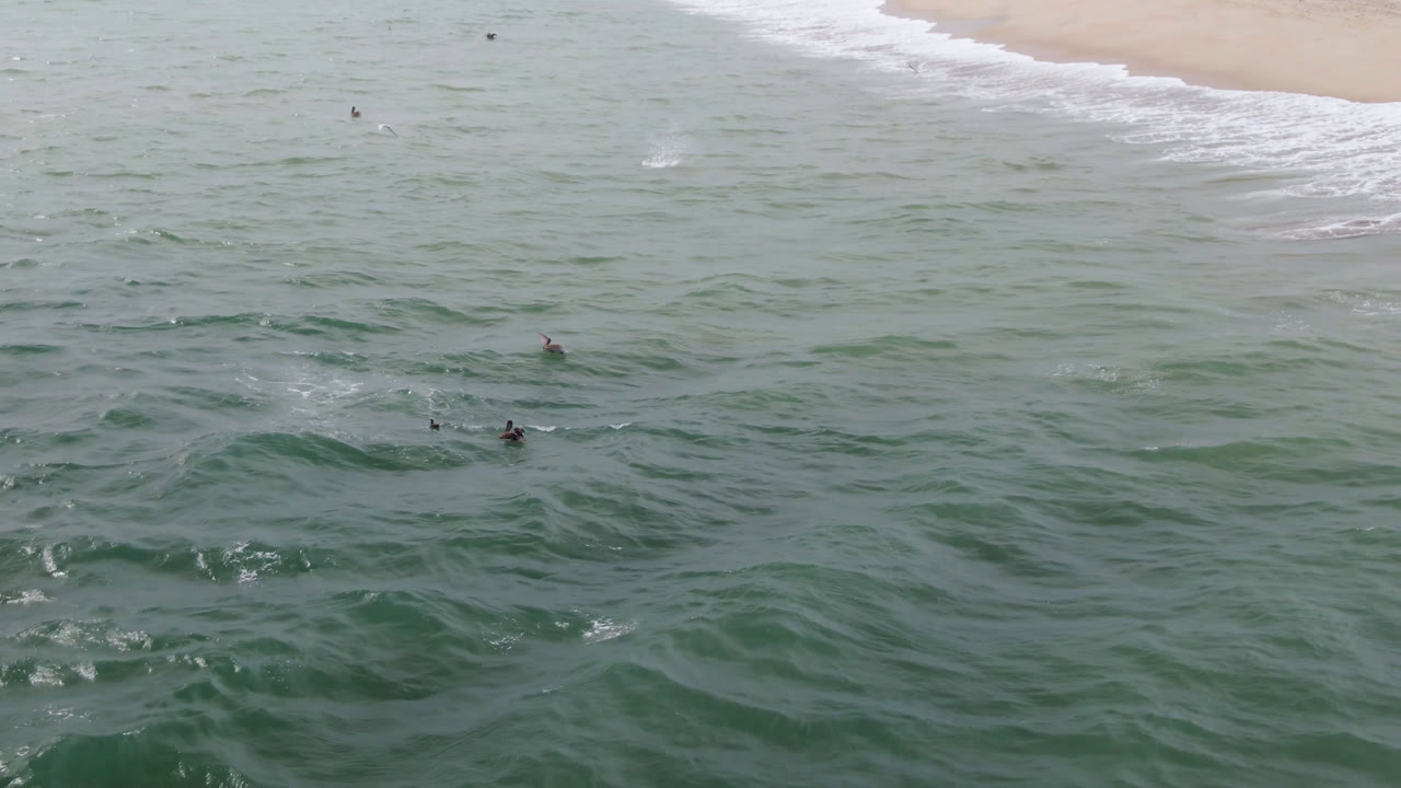 Birds above rolling ocean water with beach at the top.