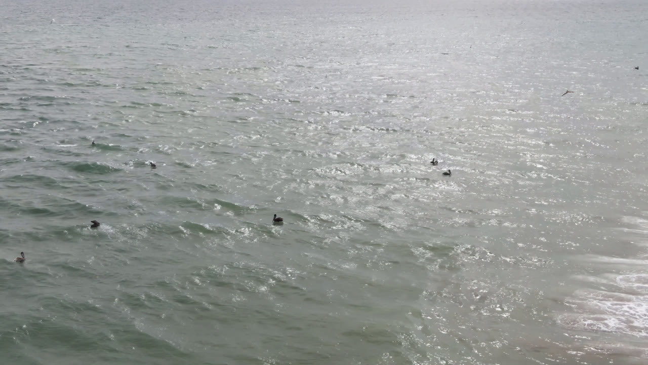 Scattered birds float on gray-green ocean water near the San Jose del Cabo shoreline, with bright surface glare and no visible people.