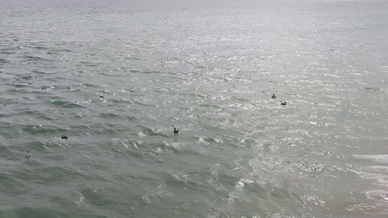 Small birds sit in slightly choppy water off San Jose del Cabo, with bright daylight reflecting across the ocean surface and no visible people.