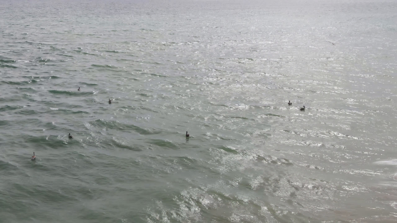 Birds grouped across rippling ocean water near a faint surf line.