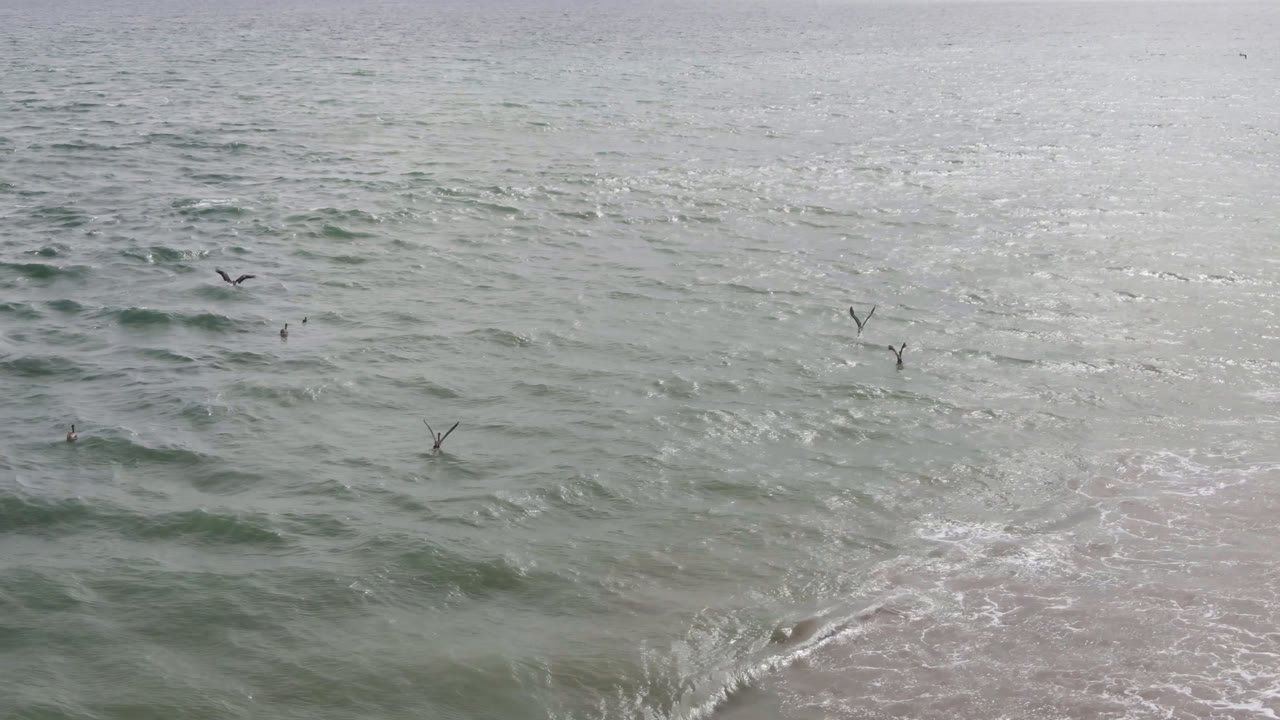 Elevated view in San Jose del Cabo, Mexico, showing scattered birds above green-gray ocean water with a narrow sandy beach edge and no visible people.