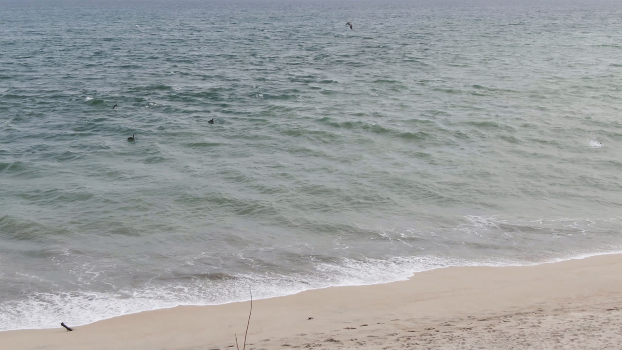 The third frame shows muted green water, a narrow sandy shore, white wash along the beach, several distant birds, and no visible people in the San Jose del Cabo shoreline view.