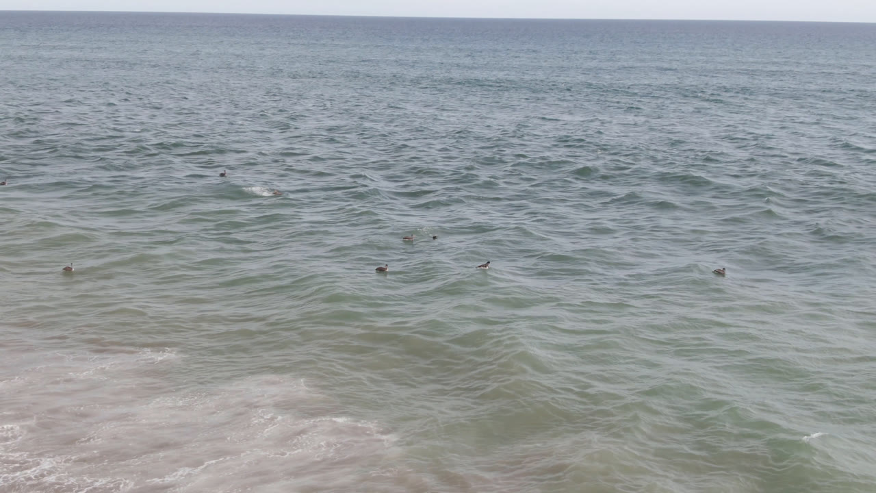 Wide view of birds scattered across green-blue surf off San Jose del Cabo, Mexico, with foamy shoreline water in the foreground and no visible people.