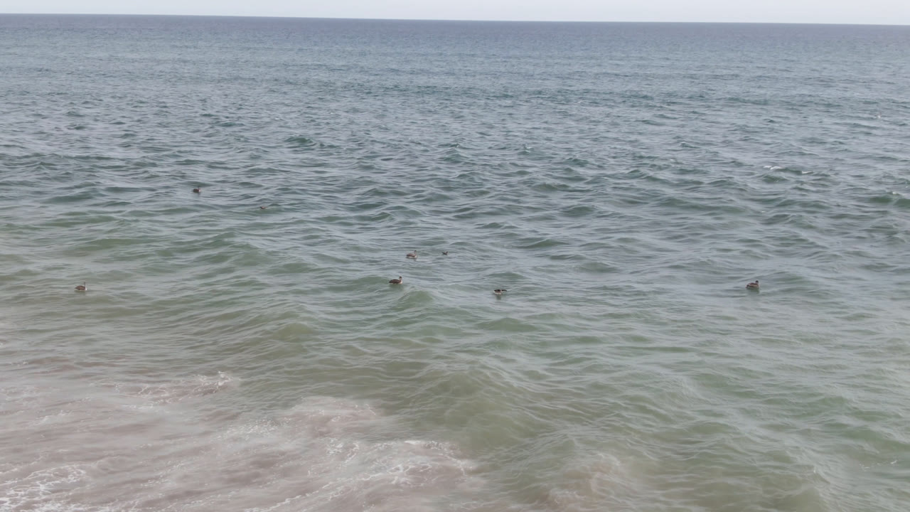 Small birds float farther out across lightly rippled water in San Jose del Cabo, Mexico, with pale foam near the beach and no visible people.