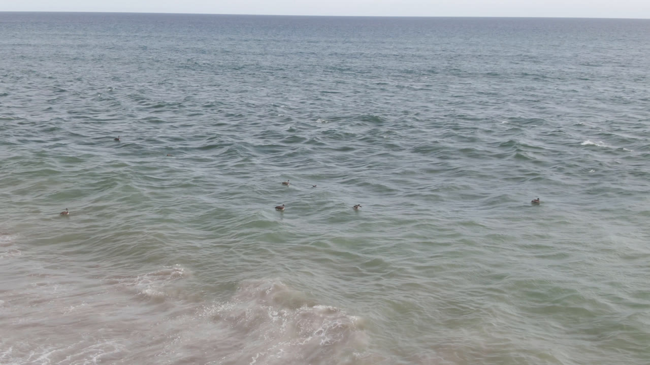 Birds on the ocean surface with a wave forming near shore.