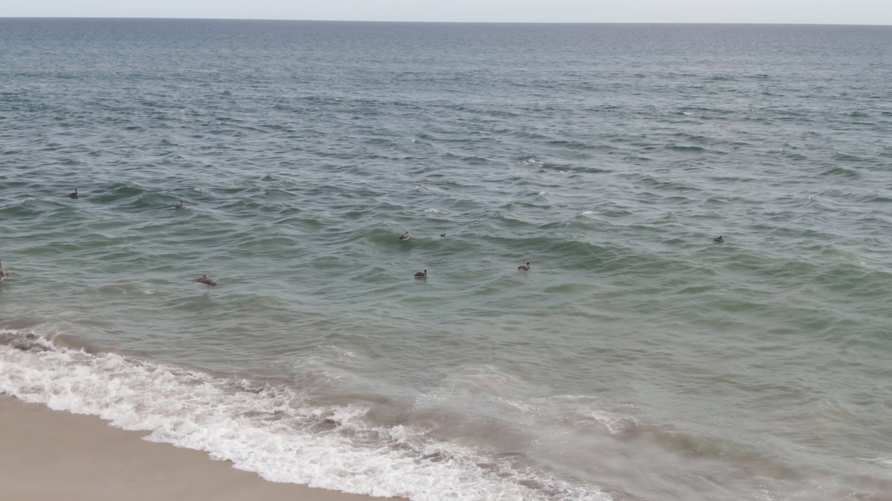 Wide aerial frame from San Jose del Cabo showing green-blue ocean, scattered birds above the water, white surf reaching pale sand, and no visible people.