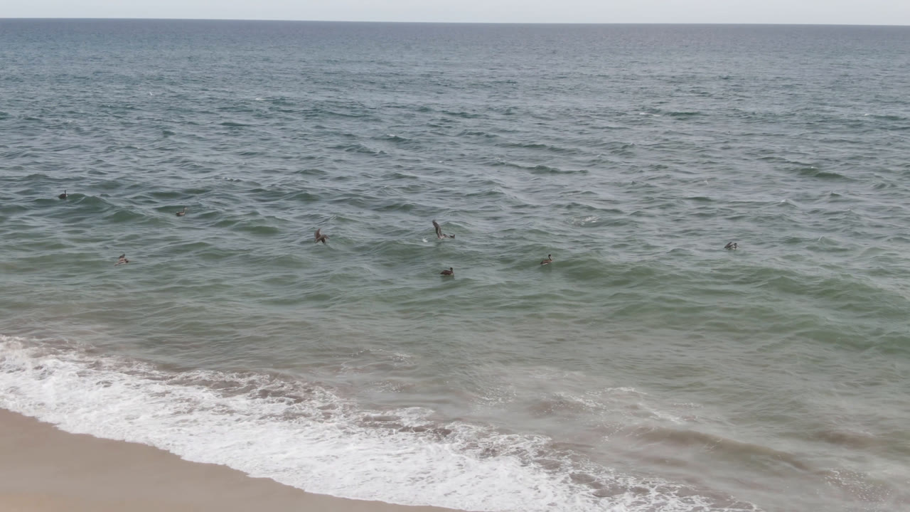 San Jose del Cabo ocean frame with small birds dispersed across the water, a low wave forming near shore, pale beach at the bottom edge, and no visible people.