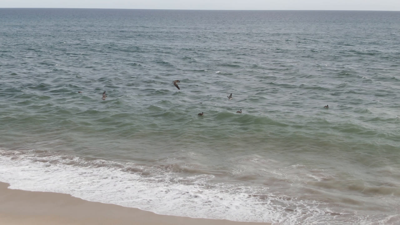 Birds flying over a rolling ocean wave