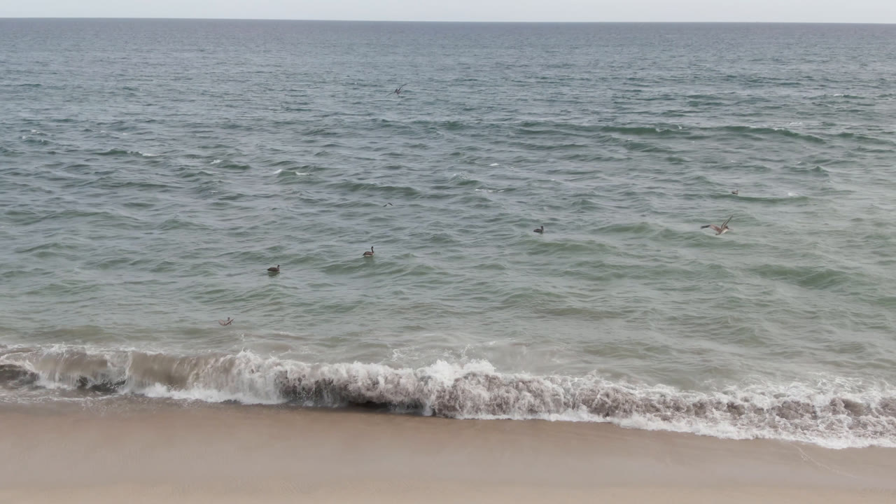 Opening frame of birds scattered over gray-green water near a sandy San Jose del Cabo beach, with pale surf at the shoreline and no visible people.