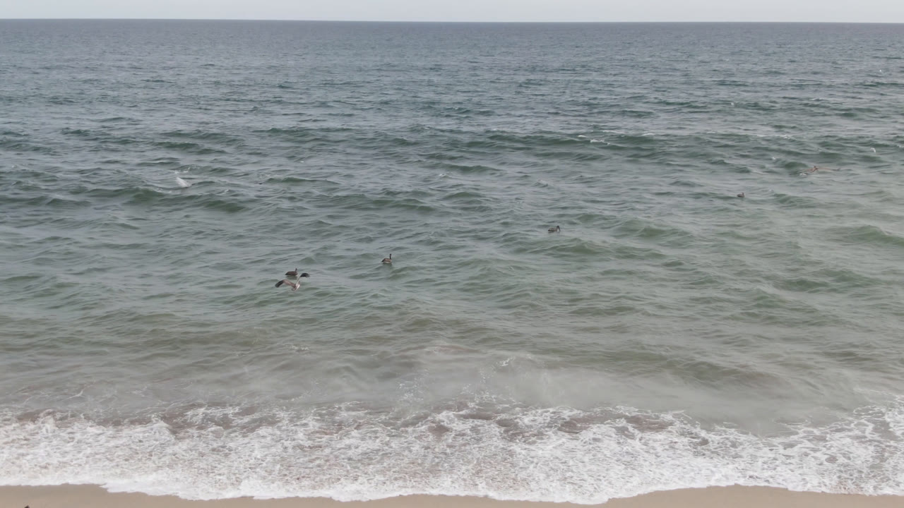 Birds skimming over waves near a beach shoreline