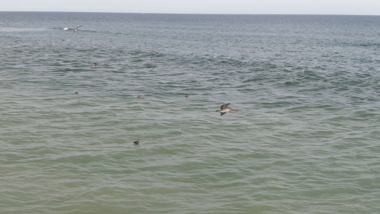 Wide ocean surface at San Jose del Cabo with scattered distant surfers or swimmers, several birds above the water, and low white surf lines near the horizon.