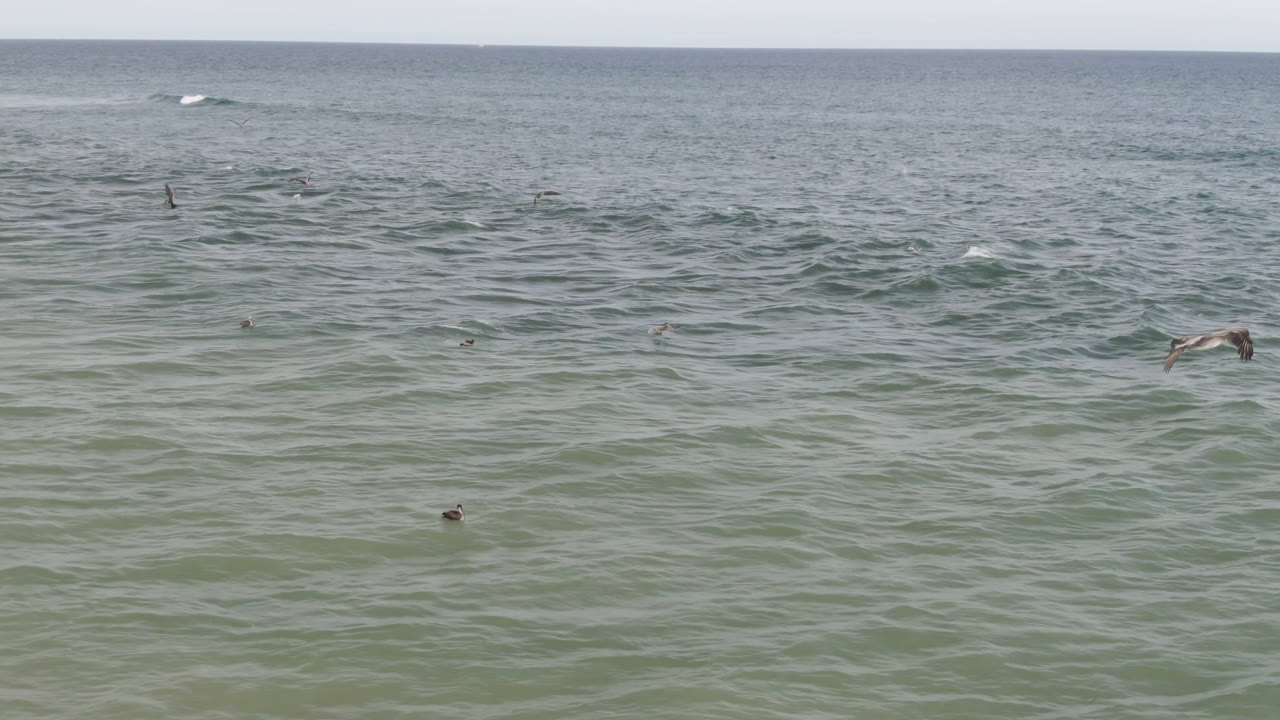 San Jose del Cabo ocean view with green-blue water, thin whitecaps, tiny surfer or swimmer figures, and birds crossing the midground.