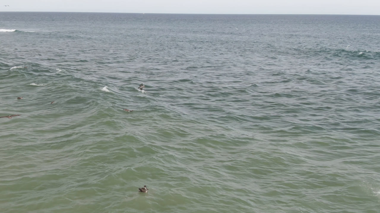 Wide view of green-blue ocean off San Jose del Cabo with small birds scattered on the water, low surf lines near the horizon, and no visible people.