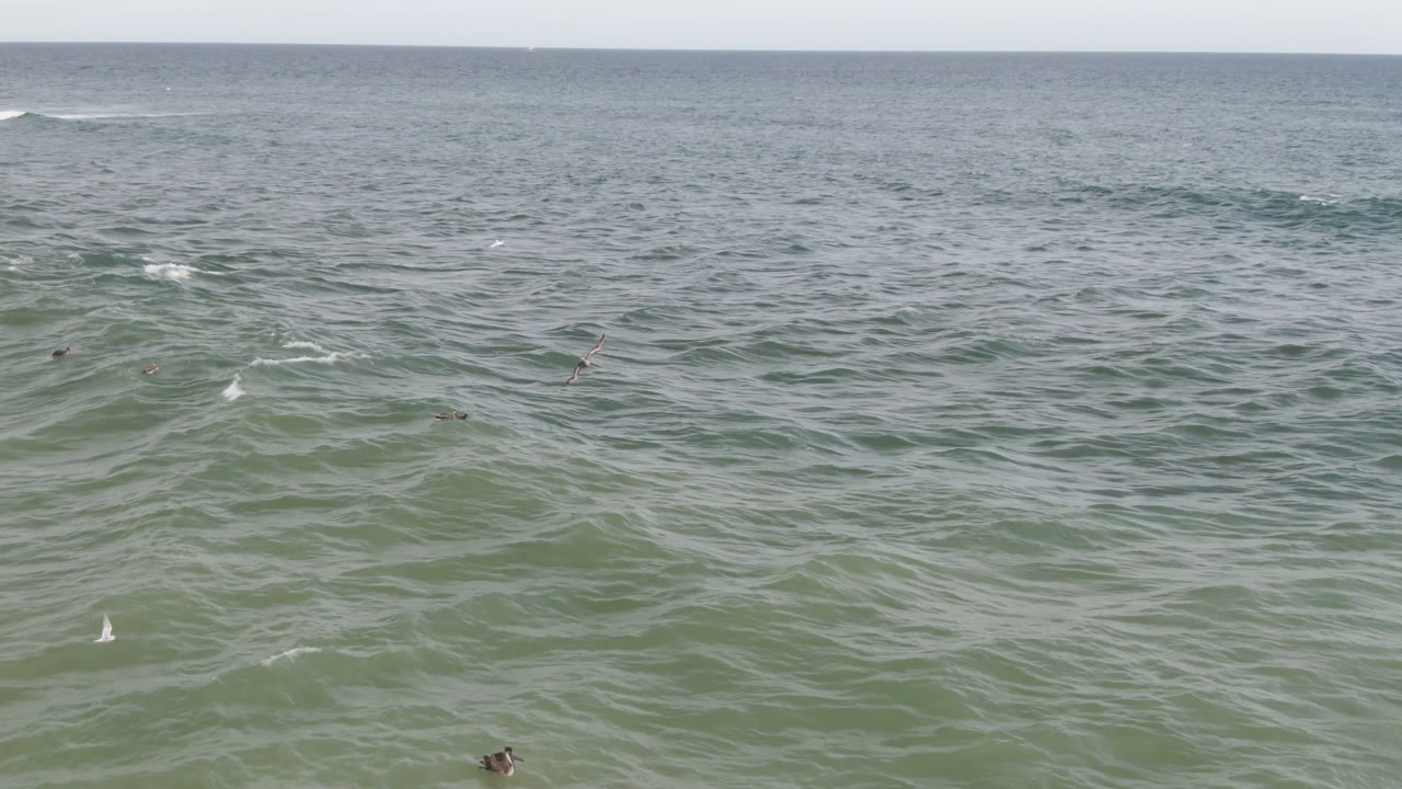 San Jose del Cabo ocean surface with tiny birds spaced across the midground, pale wave breaks in the distance, and no visible people.